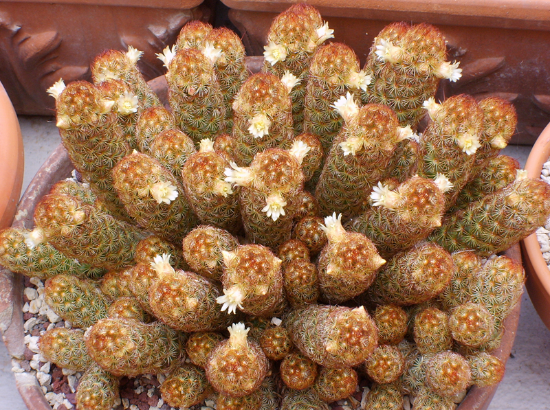 Mammillaria elongata 