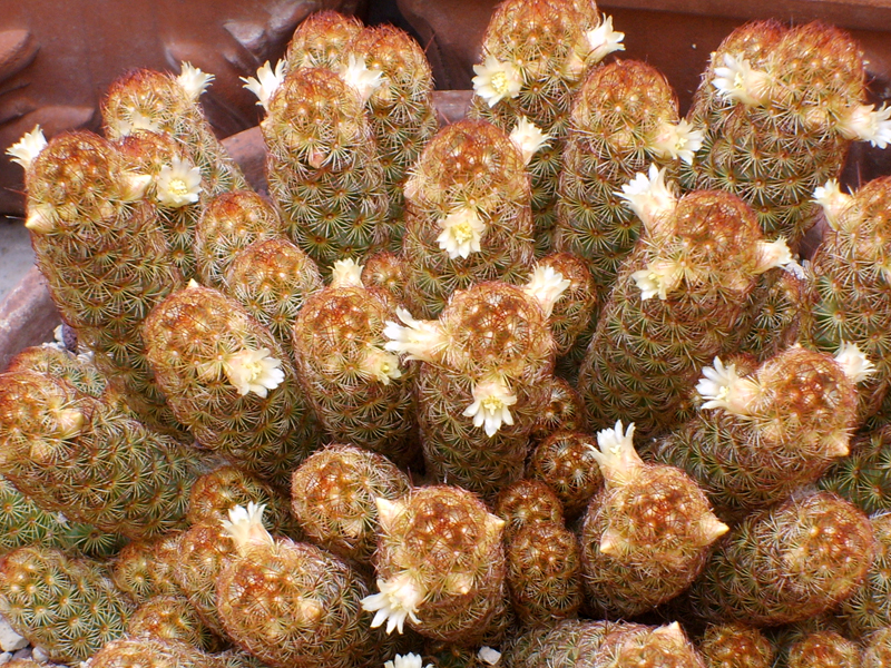 Mammillaria elongata 