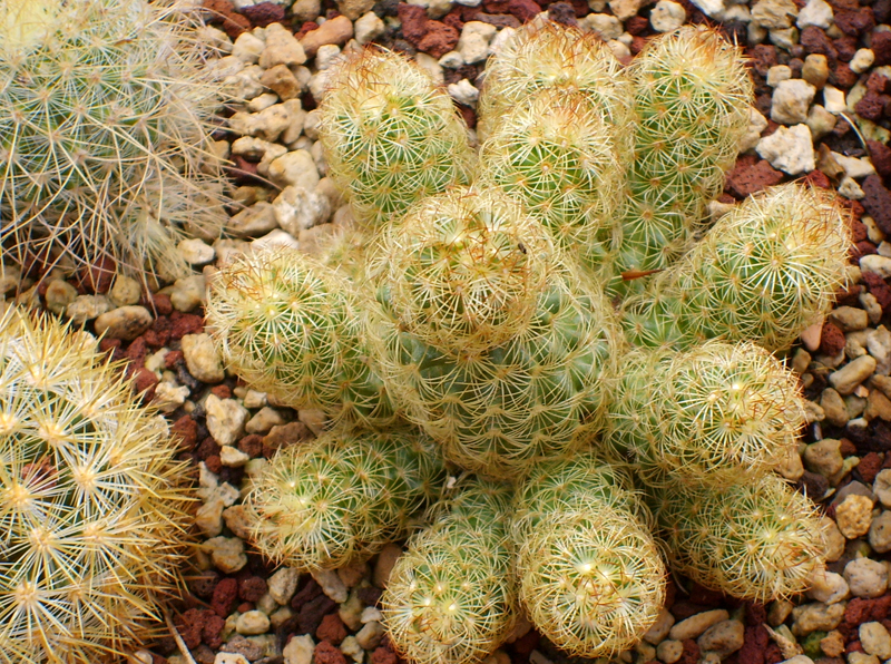Mammillaria elongata 