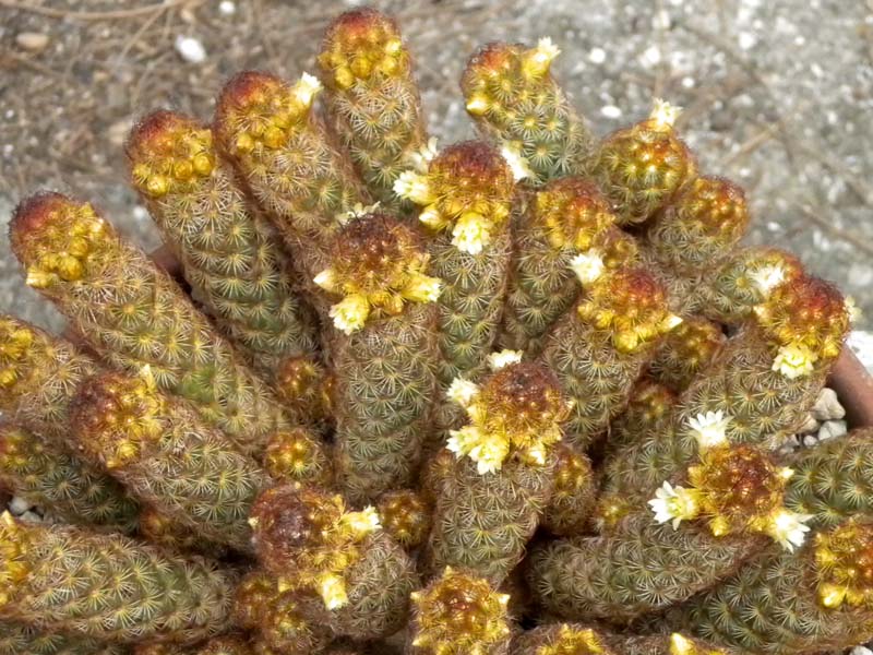 Mammillaria elongata 