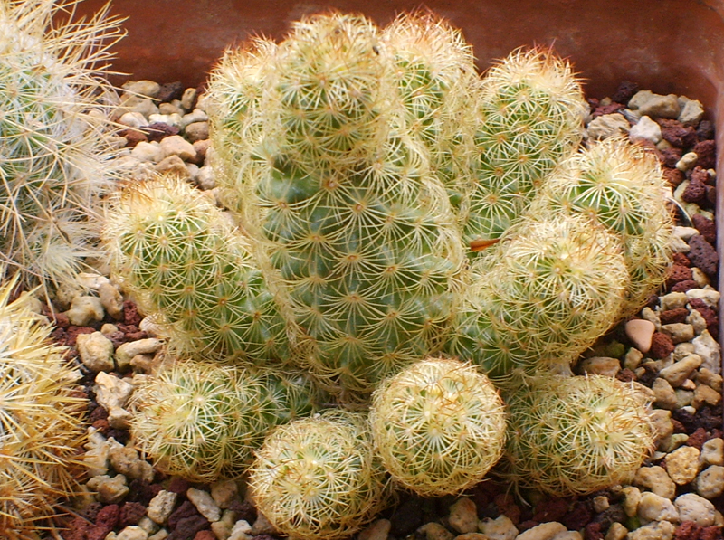 Mammillaria elongata 