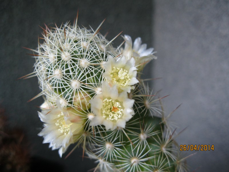 Mammillaria elongata 