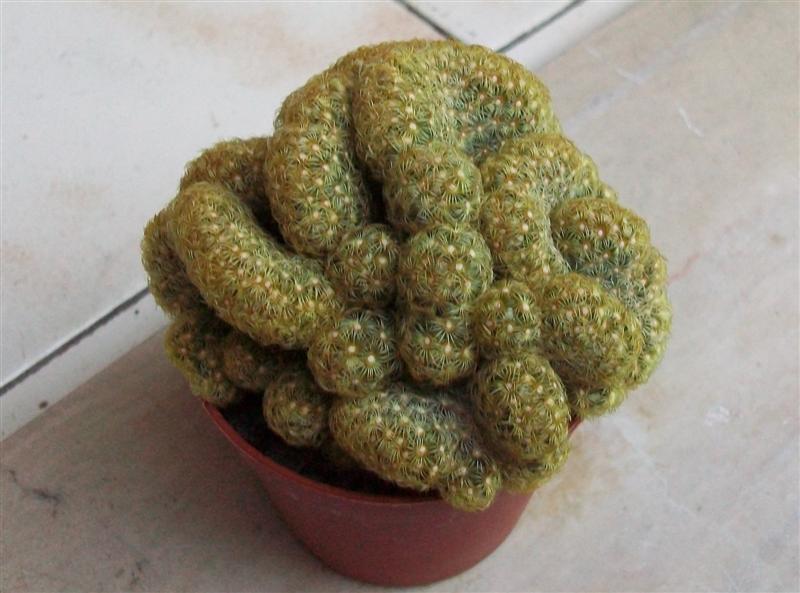 Mammillaria elongata f. cristata 