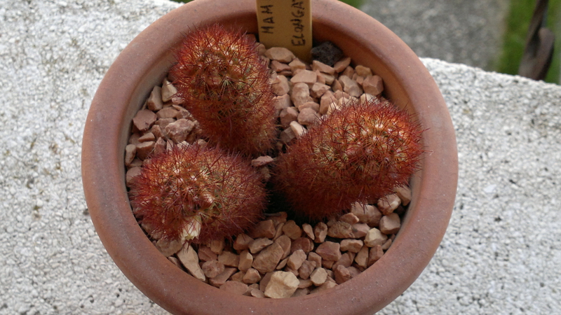 Mammillaria elongata v. rufocrocea 