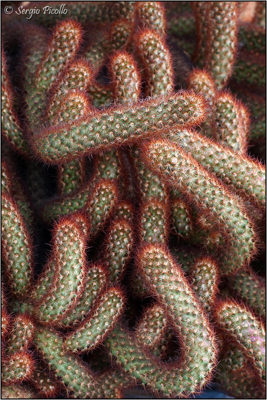 Mammillaria elongata 