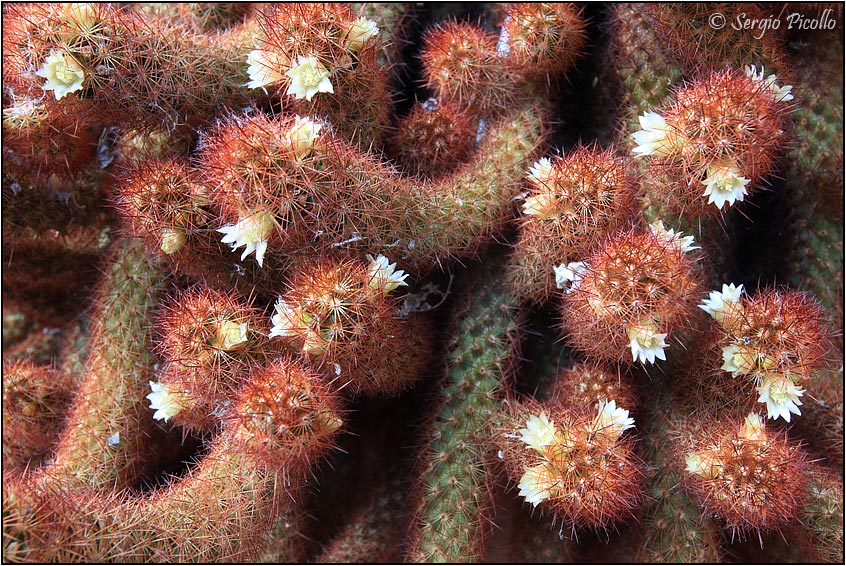 Mammillaria elongata 