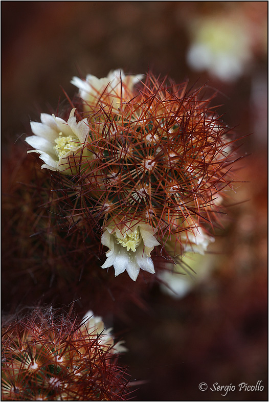 Mammillaria elongata 