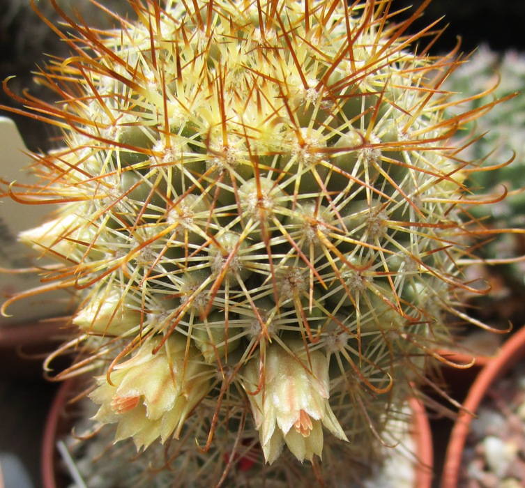 Mammillaria estebanensis 