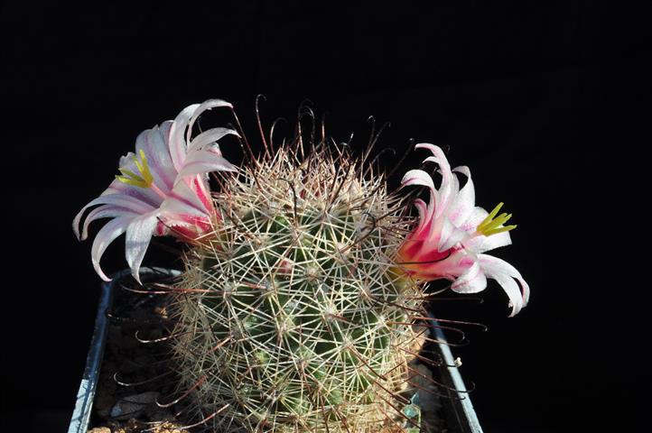 Mammillaria estebanensis 