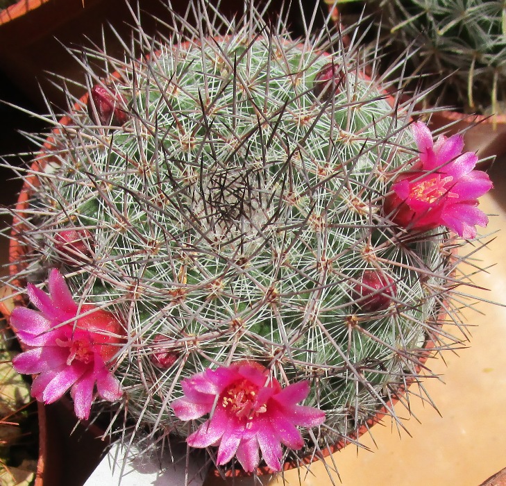 Mammillaria floresii 