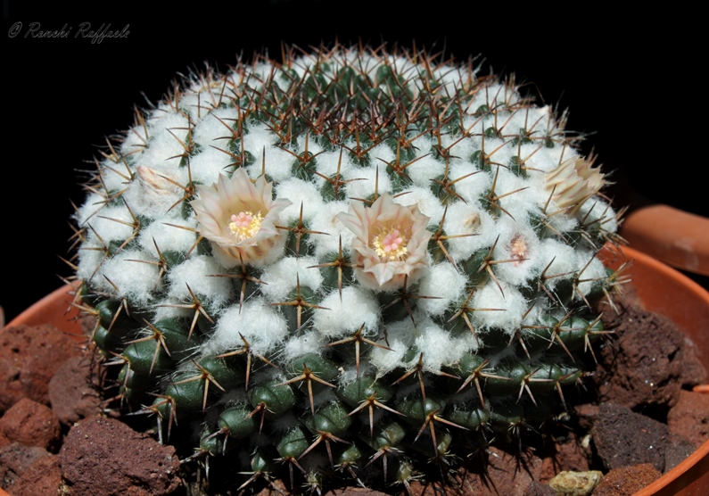 Mammillaria formosa 