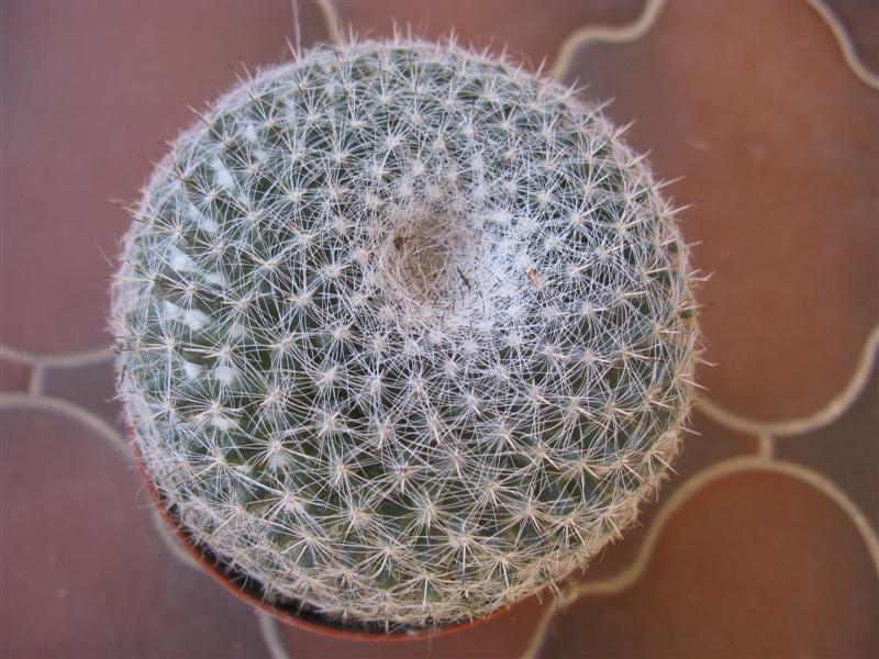 Mammillaria formosa 