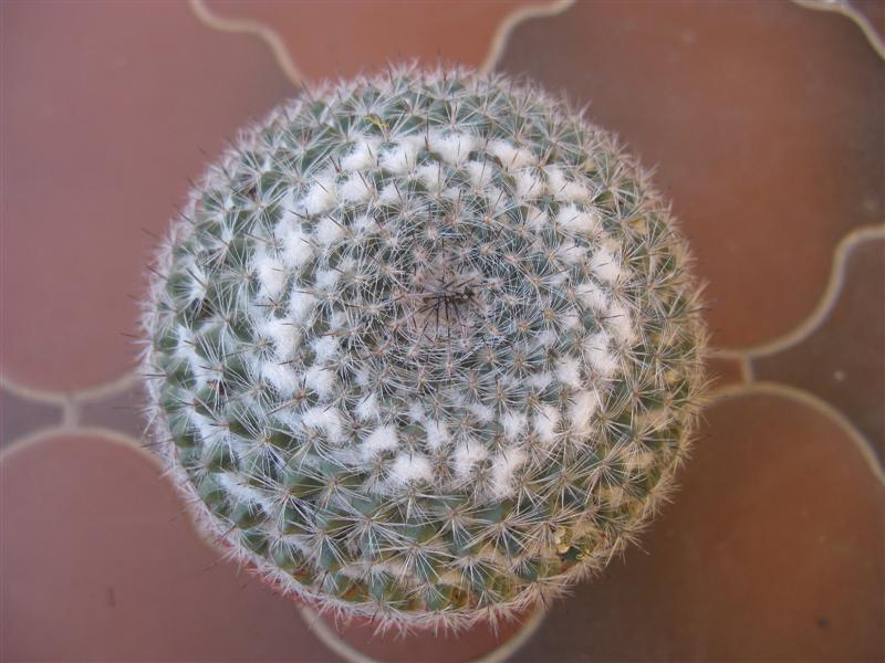 Mammillaria formosa 