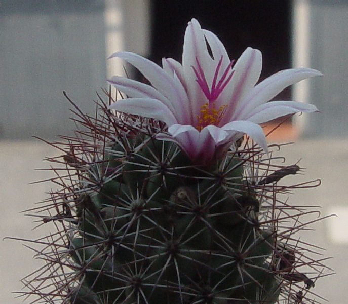 Mammillaria fraileana 