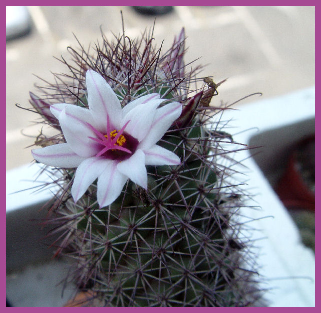 Mammillaria fraileana 