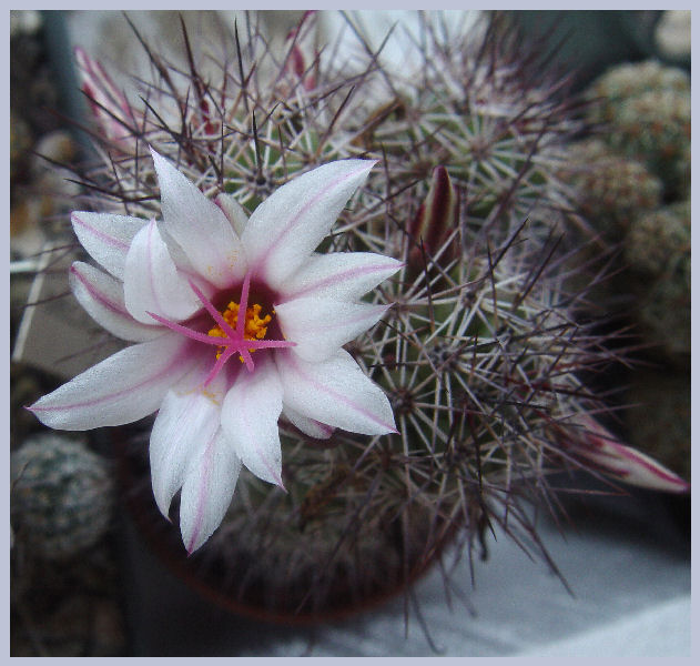 Mammillaria fraileana 