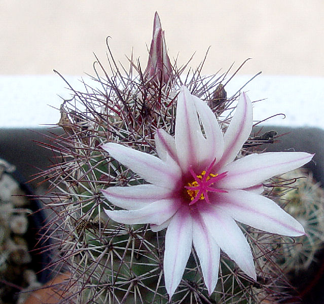 Mammillaria fraileana 