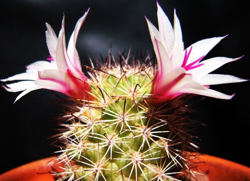 Mammillaria fraileana 