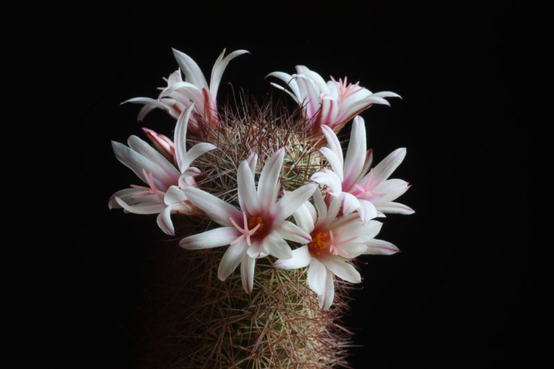 Mammillaria fraileana 