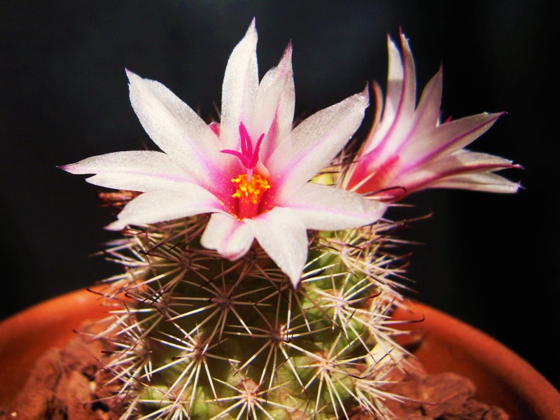 Mammillaria fraileana 