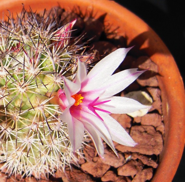 Mammillaria fraileana 