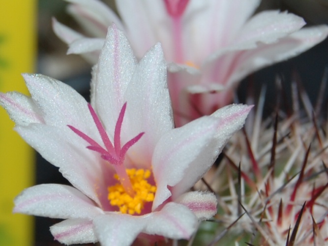 Mammillaria fraileana 