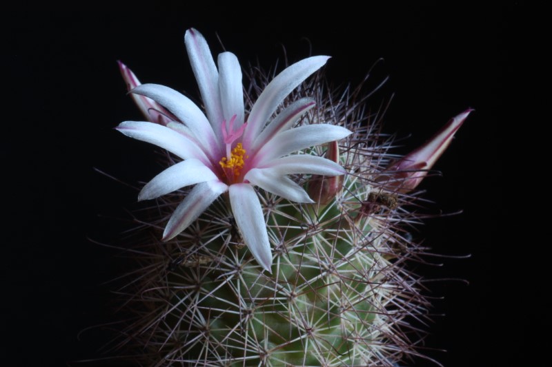 Mammillaria fraileana 