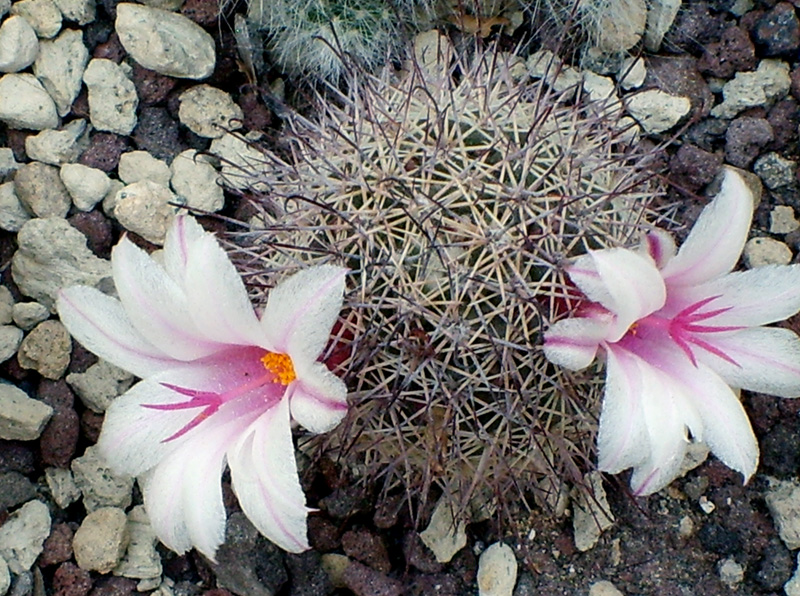 mammillaria fraileana 