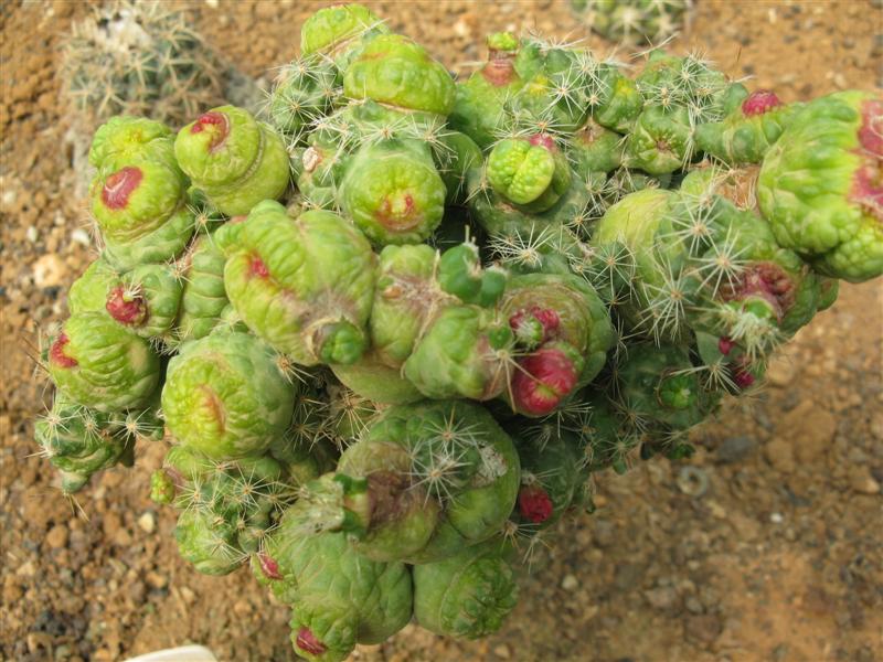 Mammillaria bocasana cv. fred 