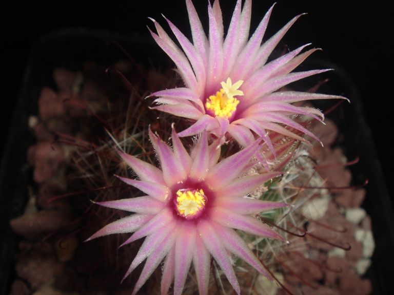 mammillaria  