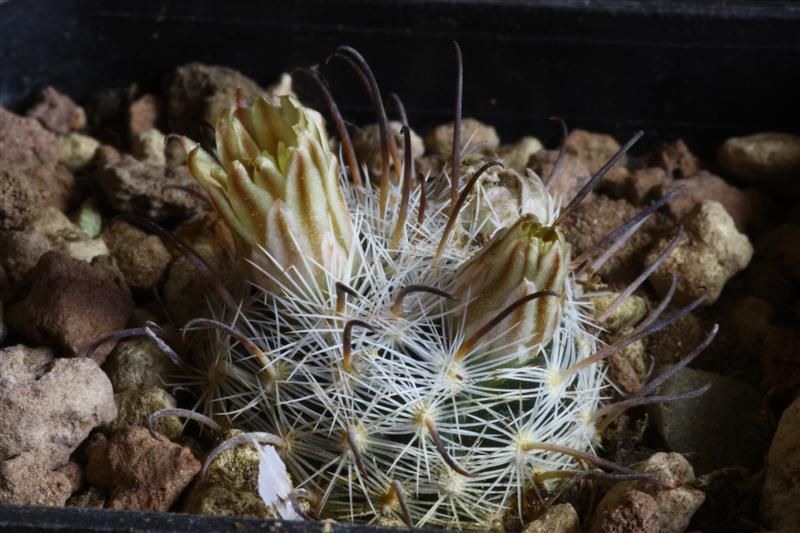 Mammillaria stella-de-tacubaya 