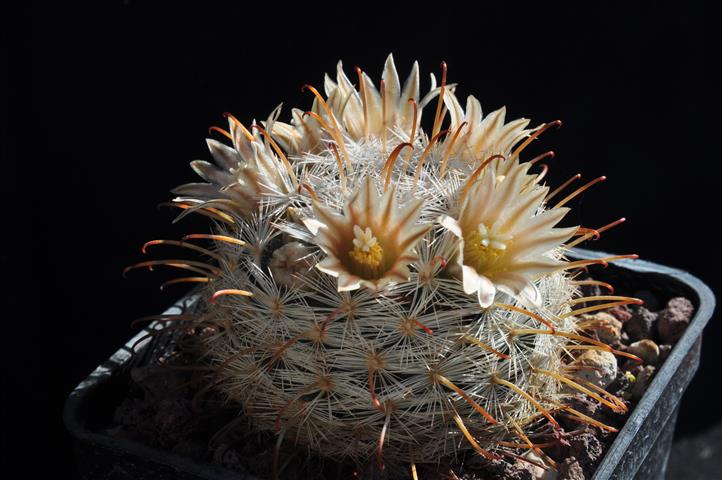 Mammillaria gasseriana 