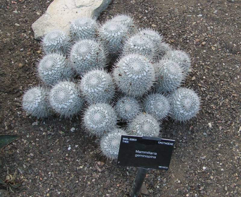 Mammillaria geminispina 