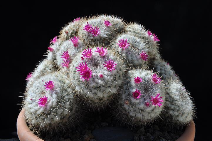 Mammillaria geminispina 