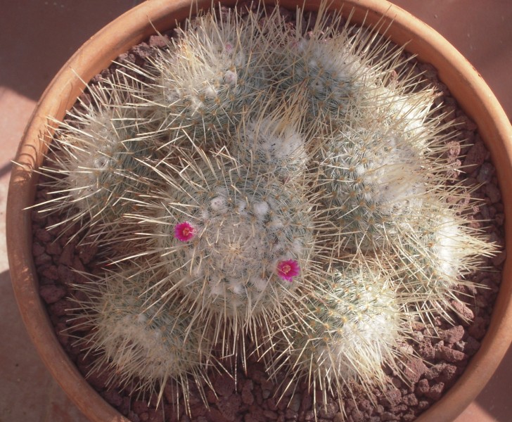 Mammillaria geminispina 