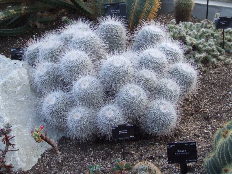 Mammillaria geminispina 