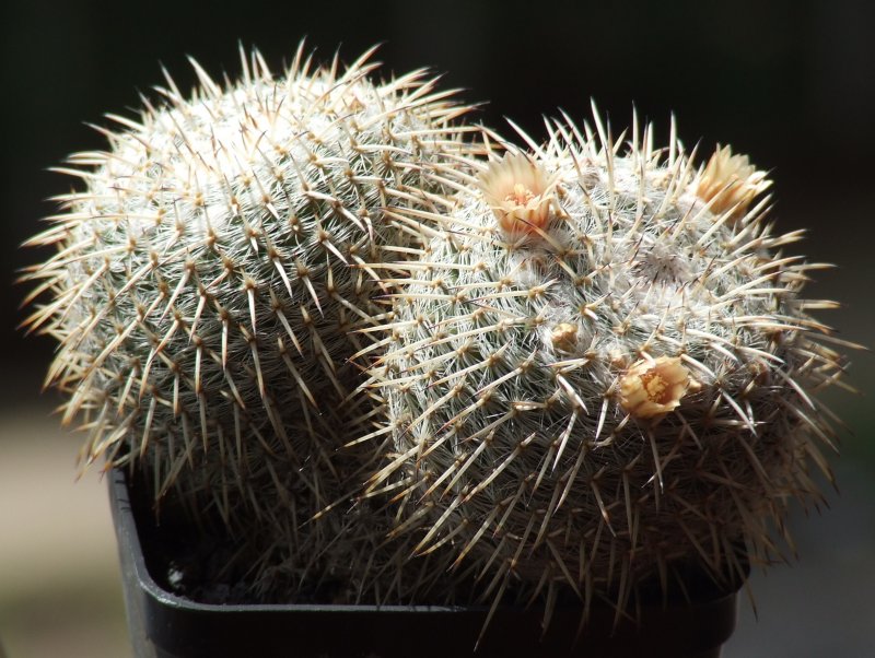 Mammillaria parkinsonii 