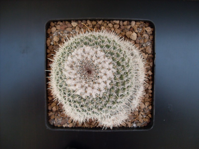 Mammillaria geminispina 