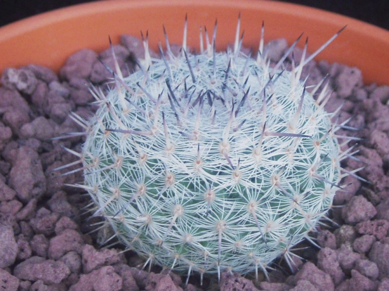 Mammillaria albata v. sanciro 