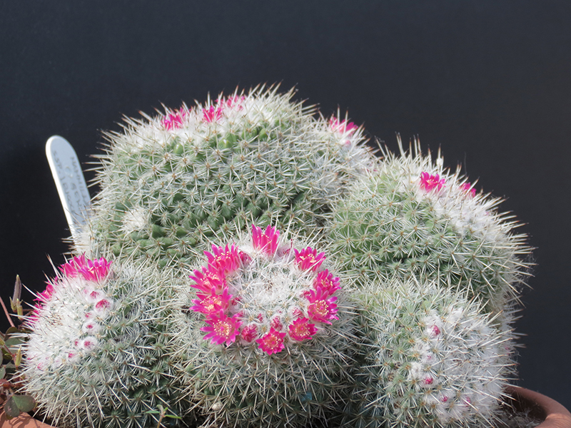 Mammillaria geminispina ssp. leucocentra 