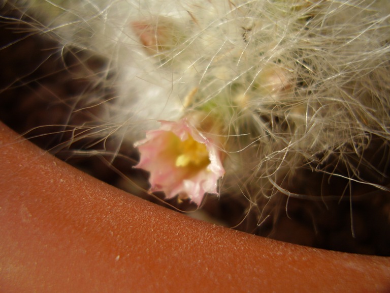 Mammillaria glassii 