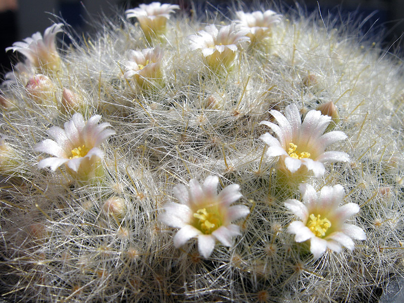 Mammillaria glassii L 1537