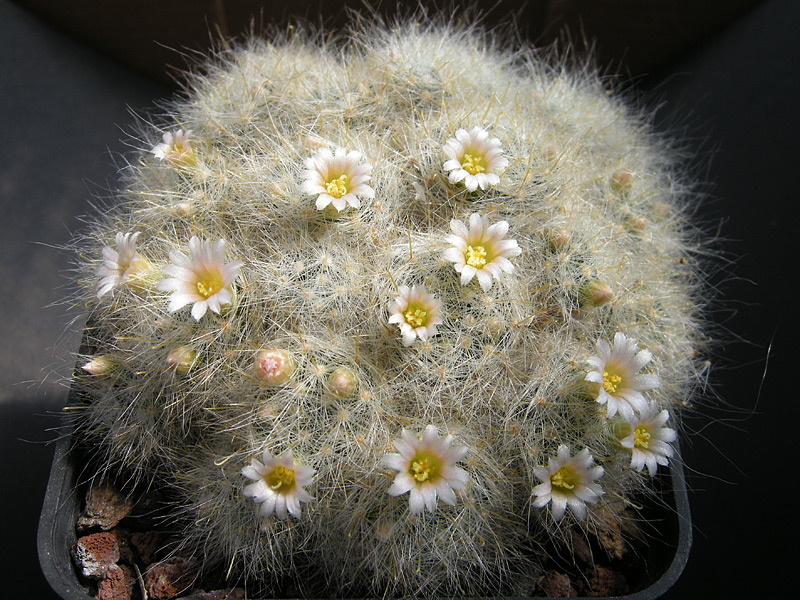 Mammillaria glassii L 1537