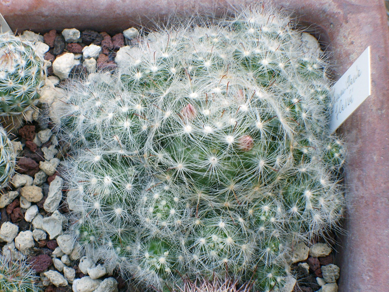 Mammillaria glassii 