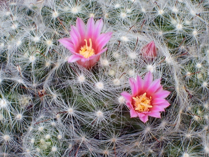 Mammillaria glassii ssp. ascensionis 