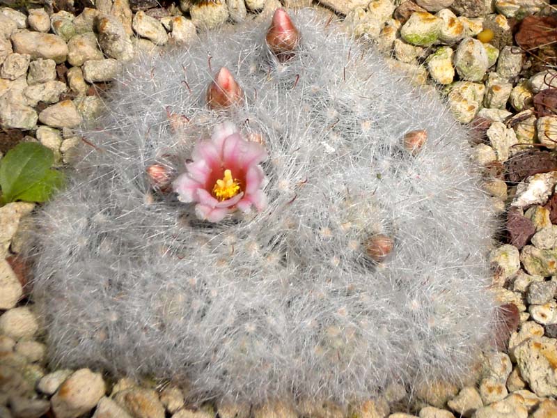 Mammillaria glassii ssp. ascensionis 