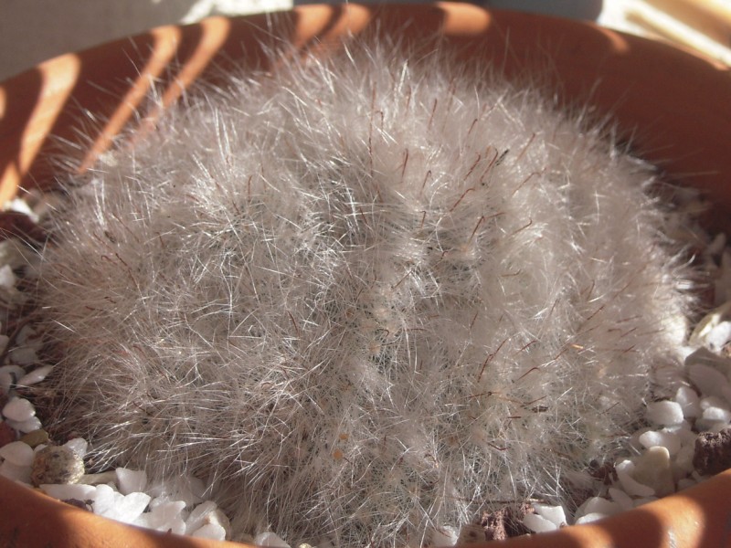 Mammillaria glassii ssp. ascensionis 