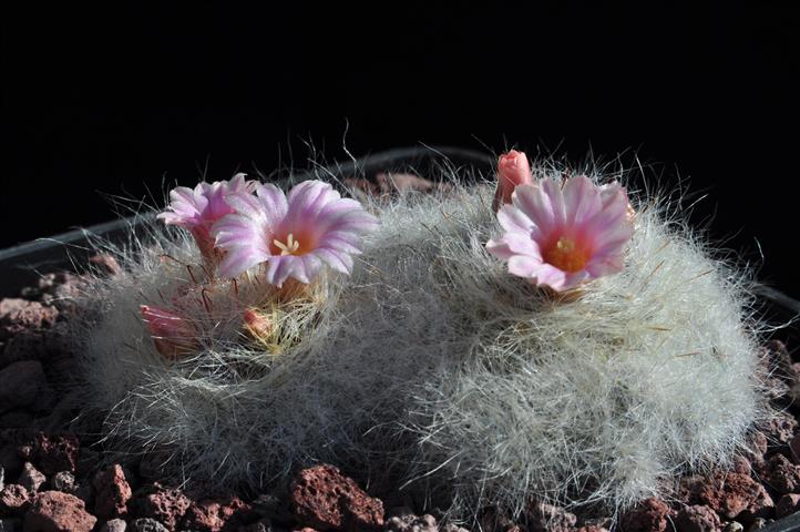 Mammillaria glassii f. lau 1339 