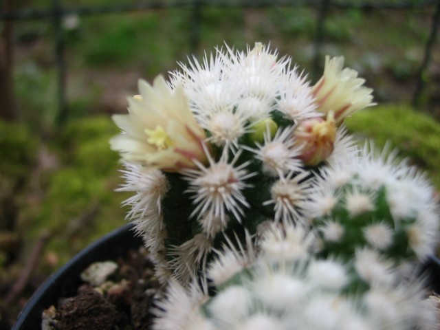 Mammillaria gracilis cv. buenavista 