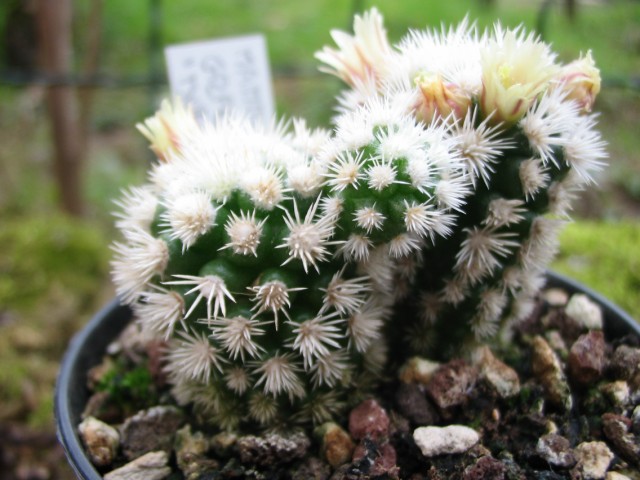 Mammillaria gracilis cv. buenavista 